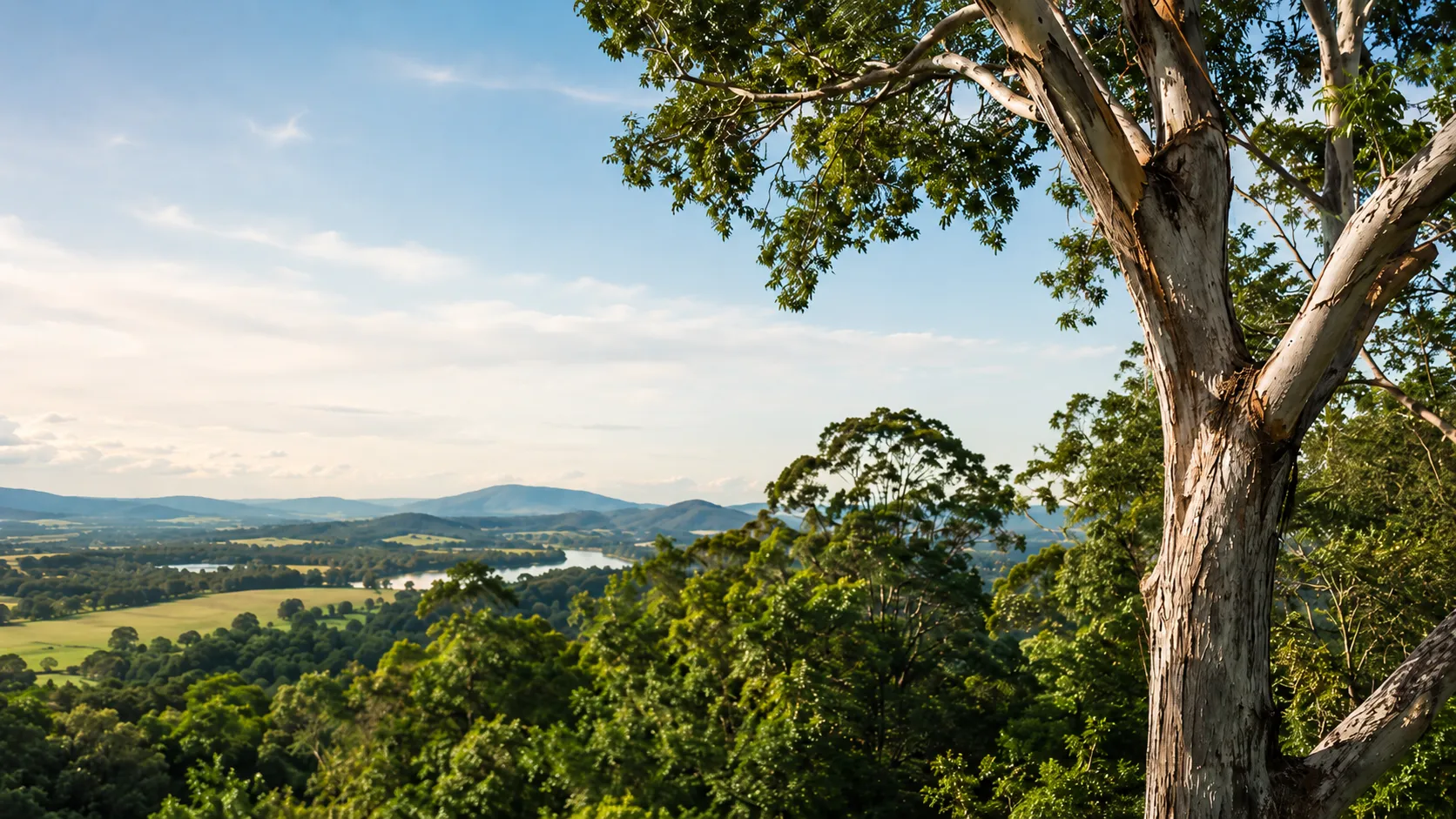 Manning Valley Tree Service tree crew removing a tree in Taree