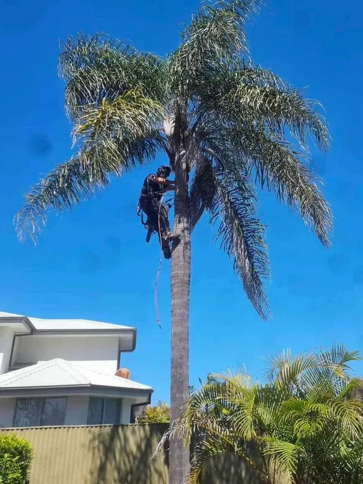 Manning Valley Tree Service team climbing a palm tree to prune the crown