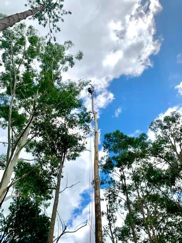 Manning Valley Tree Service tree crew at work